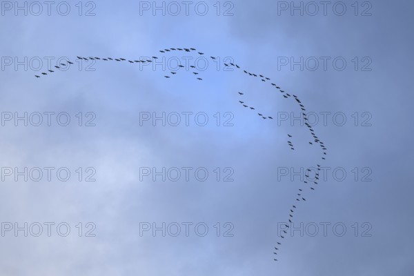 Cranes, grey cranes (Grus grus), crane migration, return of the cranes, cranes flying over, large