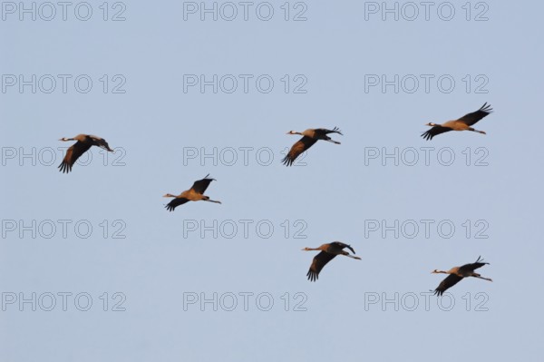 Birds of happiness... Cranes (Grus grus), small flock of cranes in the sky in the evening light,
