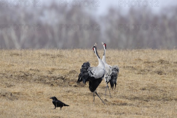 Common cranes, grey cranes, crane (Grus grus) pair, couple during mating season in early spring, in