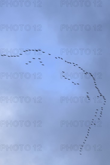 Cranes, grey cranes (Grus grus), crane migration, return of the cranes, cranes flying over, large