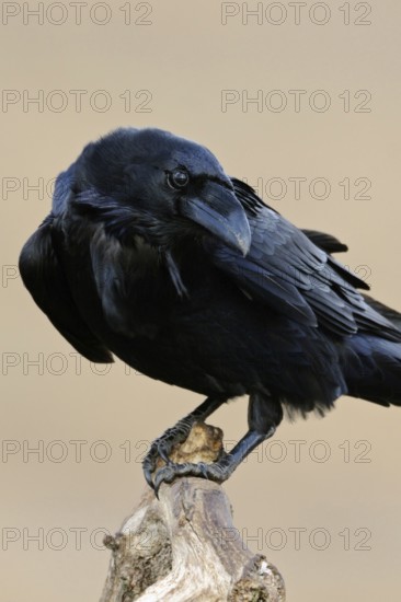 Odin's bird... Raven (Corvus corax), largest native songbird, curious and intelligent, typical