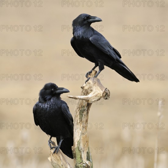 In a double pack... Raven (Corvus corax), sitting exposed in the reeds, in natural surroundings in