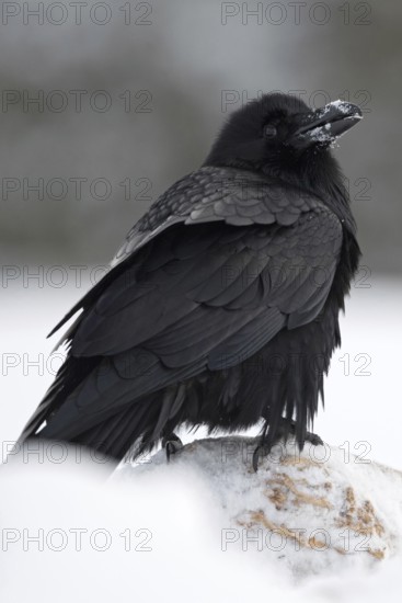Hans Huckebein... Raven (Corvus corax) in the snow, largest native raven, raven-black with large