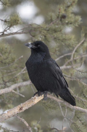 Snow on the beak... Raven (Corvus corax) in winter, largest corvid and largest songbird in the