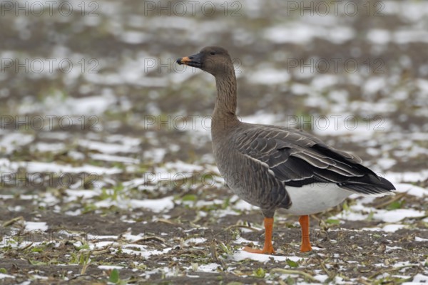 Chocolate brown head, orange beak band... Bean goose (Anser fabalis), wild goose, breeds in
