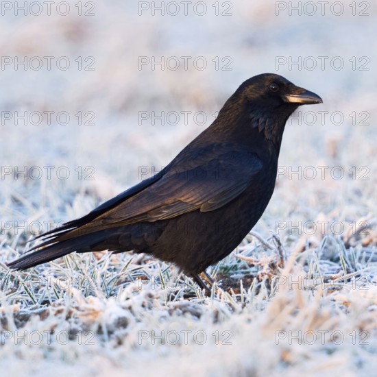 Raven crow, carrion crow (Corvus corone) in winter, cheeky look, sly bird, sitting on frosty frozen