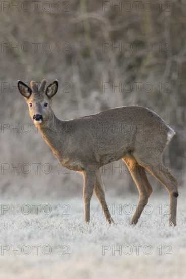 Roe deer (Capreolus capreolus), roebuck in winter, winter coat, velvet antlers, standing at the