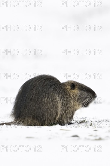 Nutria (Myocastor coypus) in winter, sitting on a snow-covered field, nutria originate from South