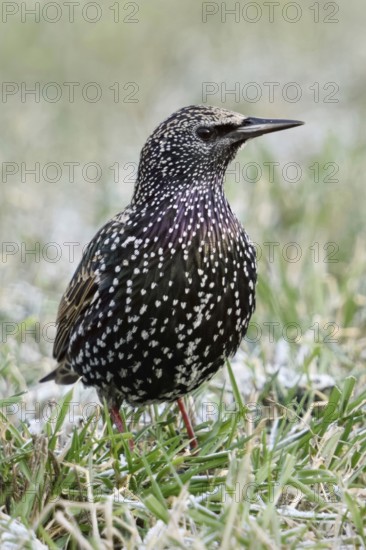 Starling (Sturnus vulgaris) in winter, sitting, standing in a meadow, in frosty grass, remnants of