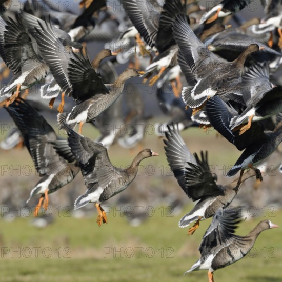 Departure... White-fronted geese (Anser albifrons), arctic wild geese, winter in large numbers in