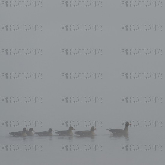 Dreariness... White-fronted geese (Anser albifrons) swimming on a foggy day in winter (cloudy