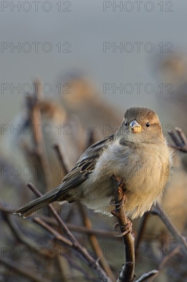 Hedge bird... House sparrow (Passer domesticus), sparrow, house sparrow in winter on a hedge,