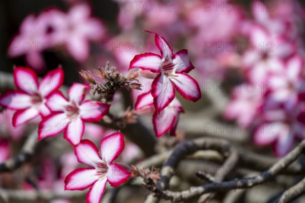 Multiflorous desert rose (Adenium multiflorum) also known as Sabi star, many pinkish white flowers,