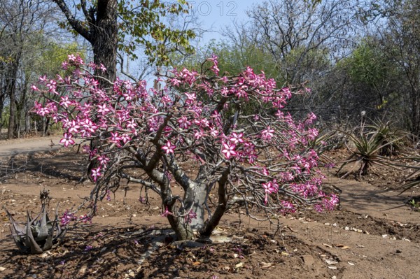 Tree of the many-flowered desert rose (Adenium multiflorum) also known as Sabi Stern, with many