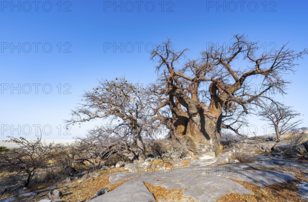 African baobab or baobab tree (Adansonia digitata), several trees, Kubu Island (Lekubu), Sowa Pan,