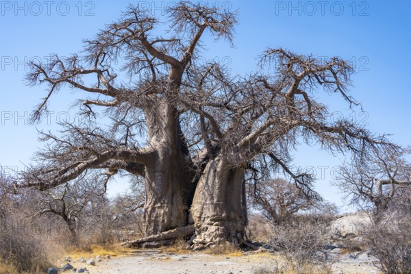 African baobab or baobab tree (Adansonia digitata), Kubu Island (Lekubu), Sowa Pan, Makgadikgadi