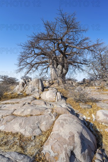 African baobab or baobab tree (Adansonia digitata), between round rocks, Kubu Island (Lekubu), Sowa