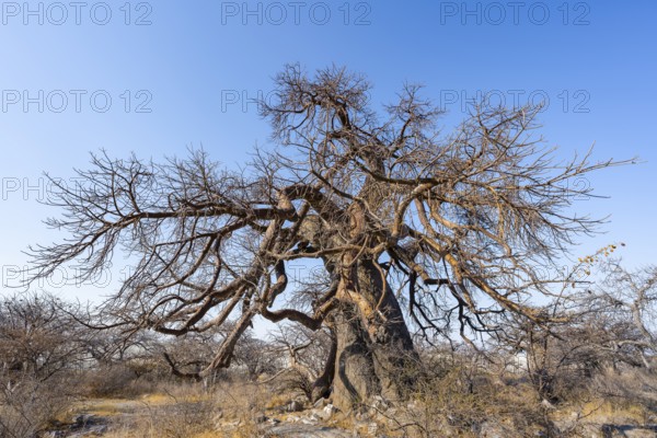 Large baobab tree, African baobab or baobab tree (Adansonia digitata), Kubu Island (Lekubu), Sowa