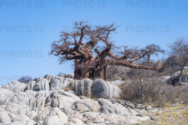 African baobab or baobab tree (Adansonia digitata), between round rocks, Kubu Island (Lekubu), Sowa