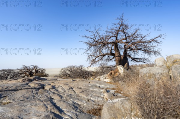 African baobab or baobab tree (Adansonia digitata), several trees overlooking the salt pan, Kubu