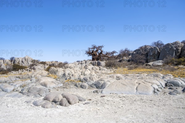 African baobab or baobab tree (Adansonia digitata), round rocks at the salt pan, Kubu Island