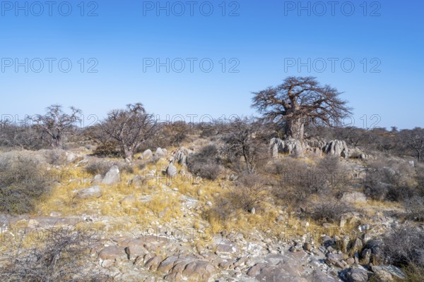 African baobab or baobab tree (Adansonia digitata), several trees on Kubu Island (Lekubu), Sowa