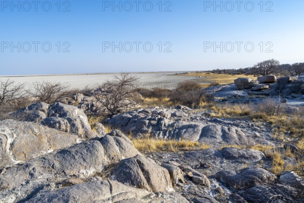 African baobab or baobab tree (Adansonia digitata), overlooking the salt pan, Kubu Island (Lekubu),