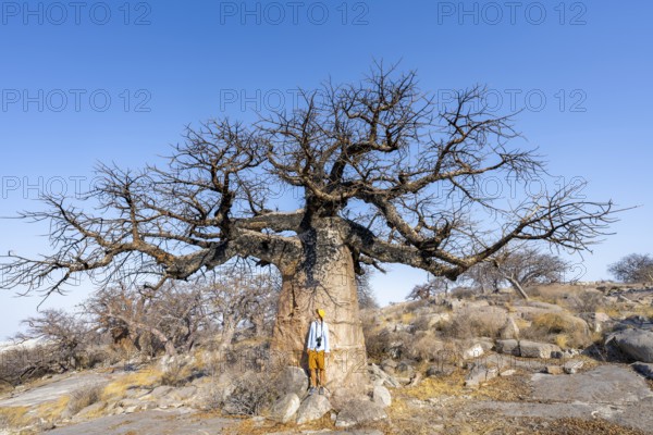 Tourist standing in front of a large baobab, African baobab or baobab tree (Adansonia digitata),
