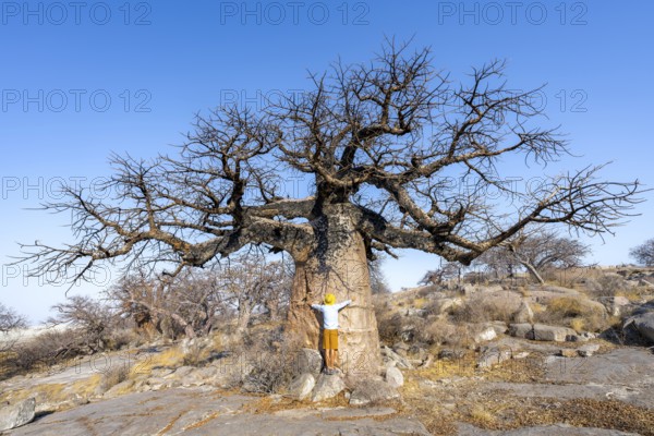 Tourist hugging a large baobab, African baobab or baobab tree (Adansonia digitata), Kubu Island