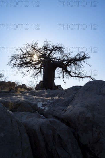 African baobab or baobab tree (Adansonia digitata), large tree backlit by sunlight, Kubu Island