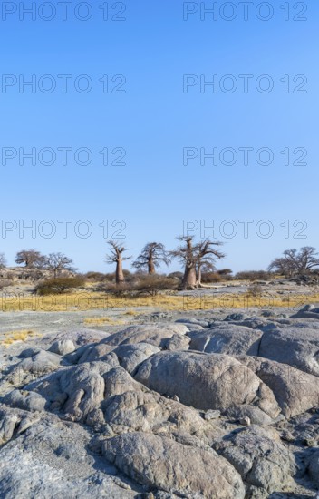 African baobab or baobab tree (Adansonia digitata), several trees, Kubu Island (Lekubu), Sowa Pan,