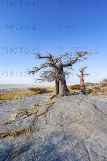 African baobab or baobab tree (Adansonia digitata), several trees overlooking the salt pan, Kubu