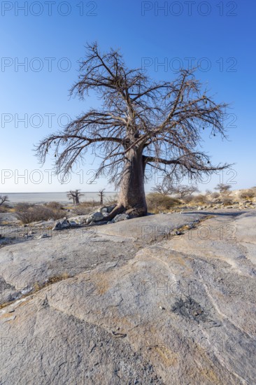 African baobab or baobab tree (Adansonia digitata), overlooking the salt pan, Kubu Island (Lekubu),