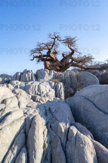 African baobab or baobab tree (Adansonia digitata), baobab between round rocks, Kubu Island