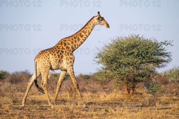Cape giraffe (Giraffa giraffa giraffa) in the savannah in the evening light, Kruger National Park,