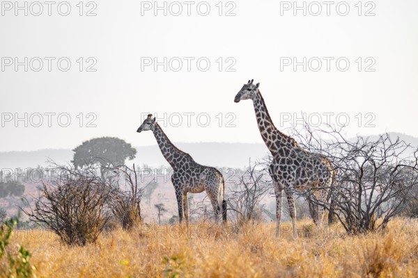 Cape giraffe (Giraffa giraffa giraffa) two animals in the savannah, Kruger National Park, South