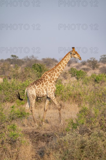 Cape giraffe (Giraffa giraffa giraffa) in the savannah in the evening light, Kruger National Park,