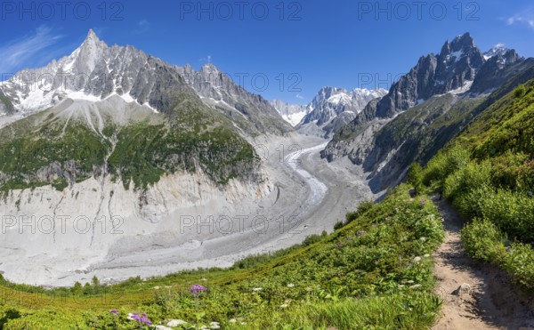 Picturesque mountain landscape with blooming alpine roses, imposing mountain peaks and glaciers,