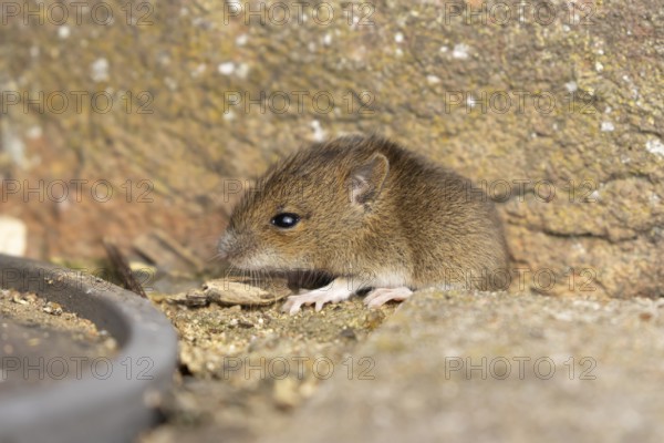 Brown rat (Rattus norvegicus) juvenile baby rodent animal emerging from a hole in an urban