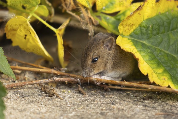 Brown rat (Rattus norvegicus) juvenile baby rodent animal feeding by an urban building, England,