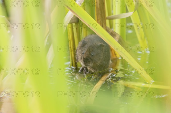 Water vole (Arvicola amphibius) adult rodent animal amongst reeds in a pond in summer, Suffolk,