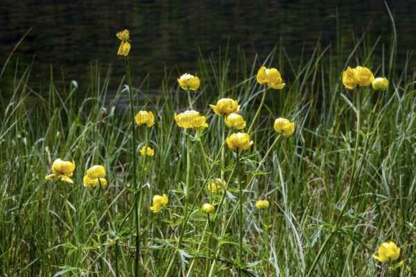 European Trollflower (Trollius europaeus), Oberstdorf, OberallgÃ¤u, AllgÃ¤u, Bavaria, Germany