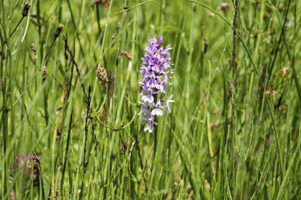 Moorland spotted orchid (Dactylorhiza maculata), also known as spotted fingerwort, Oberstdorf,