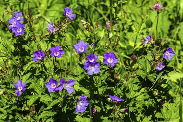 Meadow cranesbill (Geranium pratense), also known as blue cranesbill, Oberstdorf, OberallgÃ¤u,
