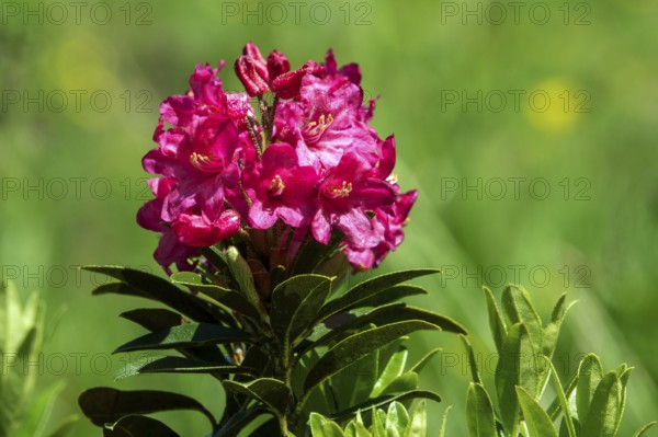 Rusty-leaved alpenrose (Rhododendron ferrugineum), also known as rusty red alpine rose or rusty red