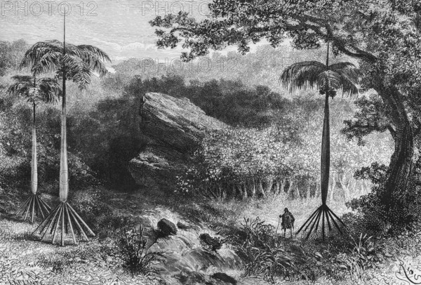 Hiker through tropical vegetation with cabbage palms (Euterpe oleracea), Peruvian Andes, Flsen,