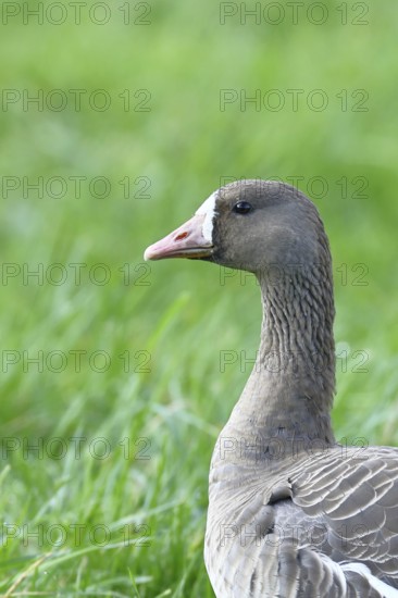 White-fronted goose (Anser albifrons), standing in a meadow in the wintering area, animal portrait,
