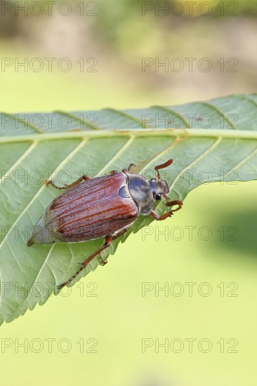 May beetle, wood cockchafer (Melolontha hippocastani), male, on leaf of a horse chestnut (Aesculus