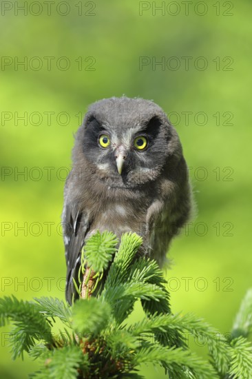 Great horned owl (Aegolius funereus), young bird sitting on the top of a spruce, European spruce