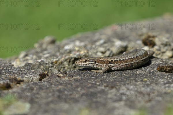Wall lizard (Podarcis muralis), European wall lizard, in a vineyard, portrait, reptiles, animals,